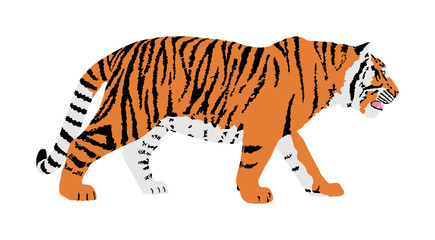 Wall Mural - Tiger vector illustration isolated on white background. Big wild cat. Siberian tiger (Amur tiger - Panthera tigris altaica) or Bengal tiger.