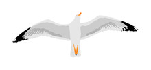 Seagull Fly On Sky, Isolated On White Background Vector Illustration, Sea Or Ocean Bird With Spread Wings. Bird Fly Silhouette.