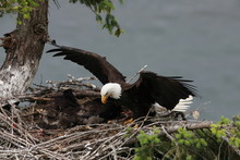 Adult Bald Eagle With Two Chicks In A Nest In A Tree On The Side Of A Cliff Vancouver Island Canada