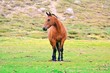 Wild horse on the mountain of Corsica