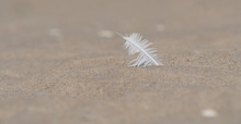White Feather On A Sandy Beach Close Up