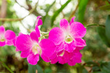 Fototapeta Storczyk - Pink orchid and background bokeh