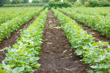 cotton field