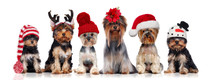 Yorkshire Terriers Wearing Different Christmas Hats