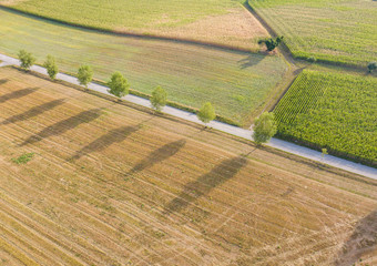 Wall Mural - Aerial view of road with trees along. Alley across agricultural fields in Switzerland.