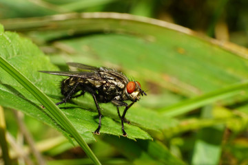 Close-up gray fly Sarcophaga carnaria on green leaf