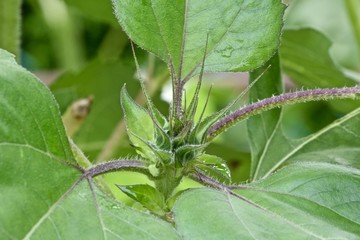 sunflower small bud pre bloom macro green