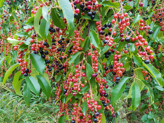 Traubenkirsche - Prunus serotina