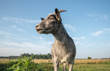 Fototapeta  - blue pygmy goat