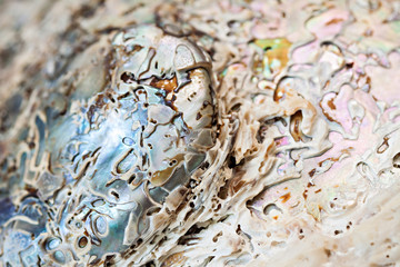 Sea shell background.