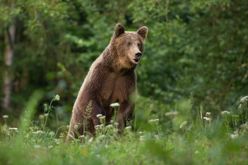 Wall Mural - large carpathian brown bear portrait in the woods europe romania.