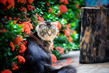 A Big Black Ticked Male Cat Sitting On Wooden Floor In Flower Garden In Noon Time Sunlight. Mean Face Cat. Giant Cat In Garden. Black Brown Kitten In Red Green Garden.