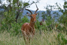 Impala Antelope Male In African Landscape