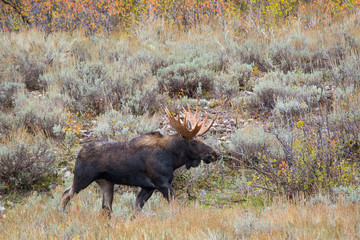 Wall Mural - Bull Moose