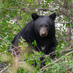 black bear