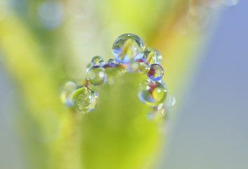 Wall Mural - Dew drops on a green leaf close up background