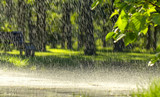 Fototapeta  - Drops of warm summer rain, falling on the asphalt