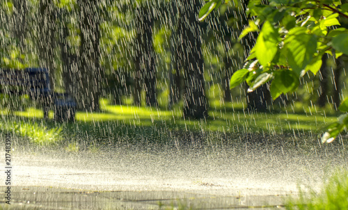 Cuadros en Lienzo Drops of warm summer rain, falling on the asphalt