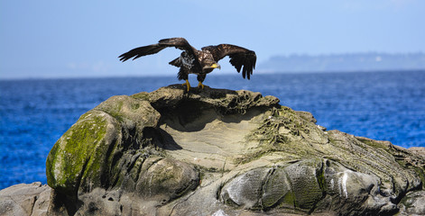 an eagle is start to fly from the rock