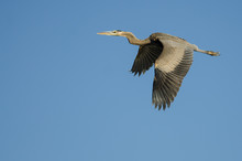 Great Blue Heron Flying In A Blue Sky