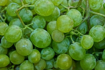  natural vegetative texture of a lot of green grapes