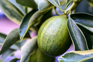 kumquat fruit 