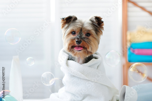Fotomural Yorkshire terrier in a bath towel showing tongue