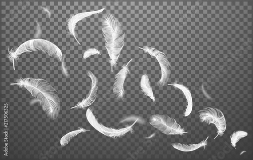 Vector white feathers collection, set of different falling fluffy twirled feathers, isolated on transparent background Poster Mural XXL
