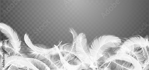 Vector white feathers collection, set of different falling fluffy twirled feathers, isolated on transparent background Tableau sur Toile
