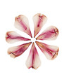 Tulip petals dried and pressed on white