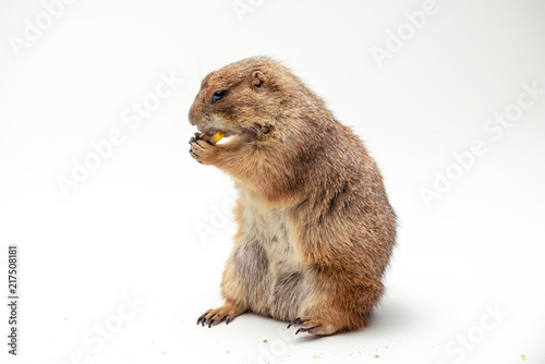 Fotografie, Obraz Black-tailed prairie dog, with isolated white background