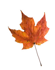 autumn sugar maple leaf isolated