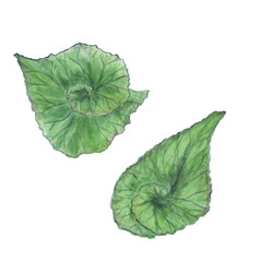 Watercolor painting set of tropical leaves isolated on white