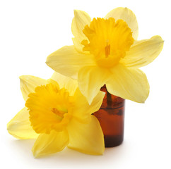 Wall Mural - Flower daffodil with essential oil