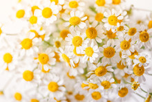 Macro Photography Of Little Daisy Flowers Bouquet Over White. Soft Focus, Top View, Close-up Composition.