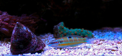 Green moon wrasse in coral reef aquarium tank