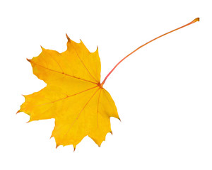 Wall Mural - Autumn orange maple leaf isolated on white background.