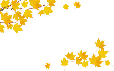 Wall Mural - autumn maple twig with yellow leaves in a corner arrangements