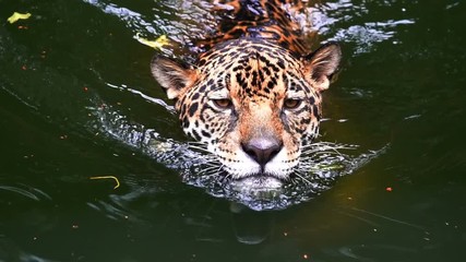 slow-motion of jaguar playing and swimming in pond