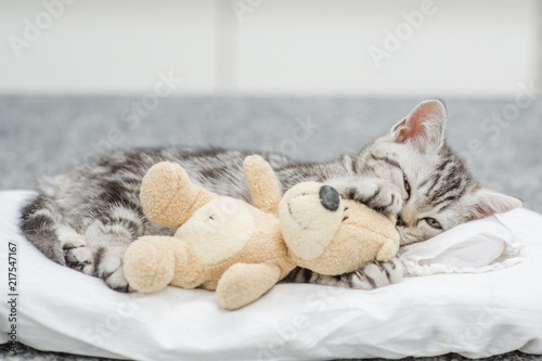 Fotografía Tabby kitten lying with toy bear on pillow