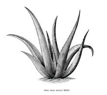 Aloe Vera Hand Draw Vintage Botanical Clip Art Isolated On White Background