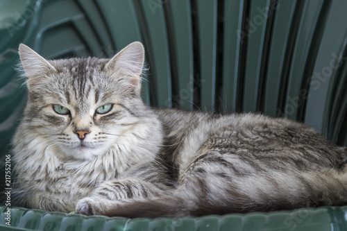 Silver Female Pet Of Siberian Cat In Livestock Long Haired Kitten