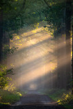 Fototapeta Las - Light rays in forest during sunrise