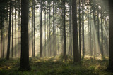 Fototapeta Fototapeta las, drzewa - Sunrise with light rays in a forest
