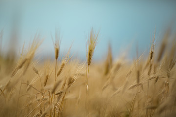 Naklejka na meble Close Up wheat shot blurry background.
