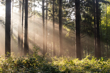 Fototapeta sosna słońce drzewa las pejzaż