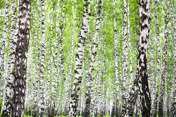  summer landscape with birches in forest