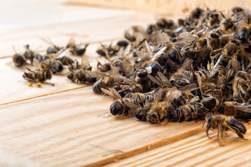 Dead bees in the middle of the hive. Death of bees. Mass poisoning of bees.