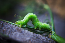 Green Caterpillar Or Green Worm On A Branch With An Ant