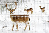 Fototapeta Dziecięca - deer in snow behind fence